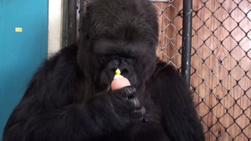 קוקו הגורילה