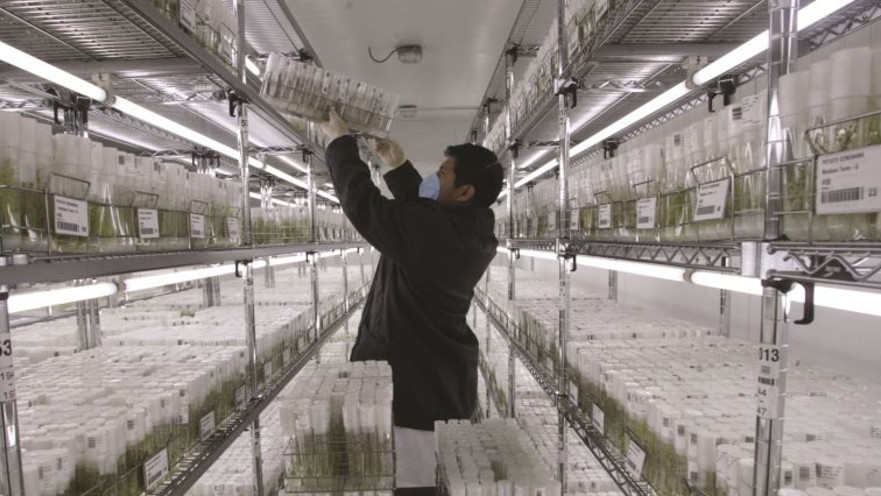 כספת הזרעים הגלובלית