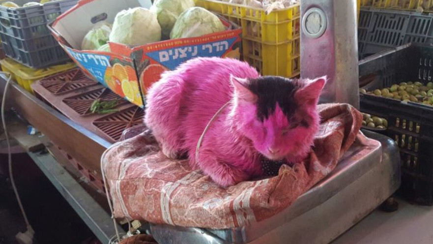 החתול שעבר התעללות ונצבע