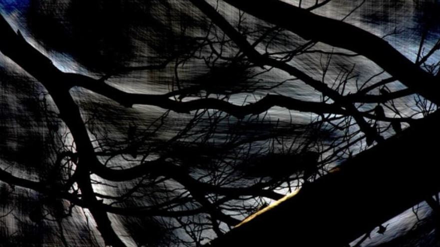 יער הכרמל, מתוך התערוכה "צלקות"