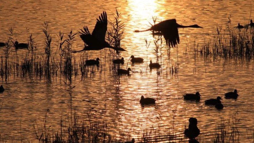 צילומי טבע של ציפורים 