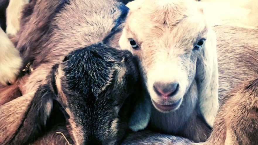 בייבי בום גדיים