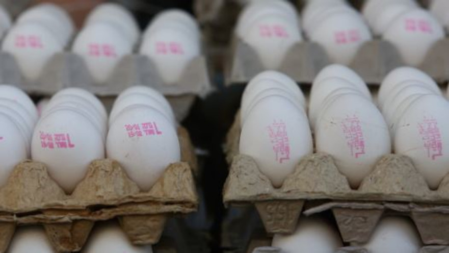 תבנית ביצים