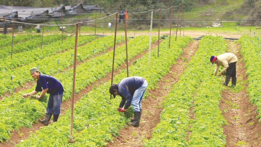עובדים זרים בחקלאות