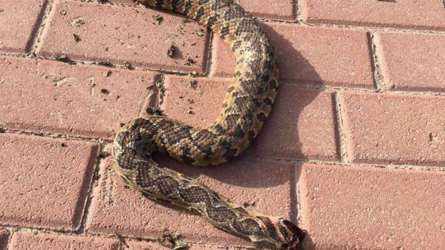 נחש הצפע שהכיש את שקד אברהם