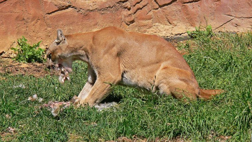 פומה - ארכיון
