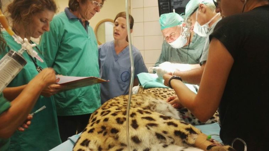 הנמרה ושתי מטופלת בספארי