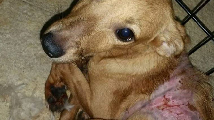 כלב שעבר התעללות ע"י תושב אילת