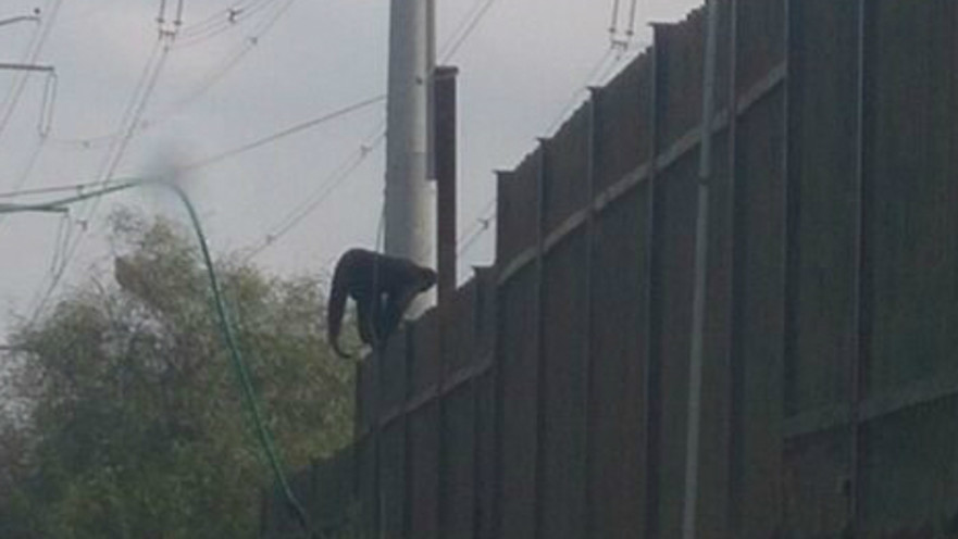 הקוף שברח בראשון לציון