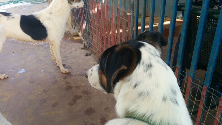 הכלבים אנטארקטיקה ואוסטרליה