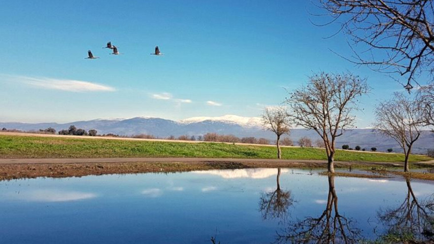 אגמון החולה