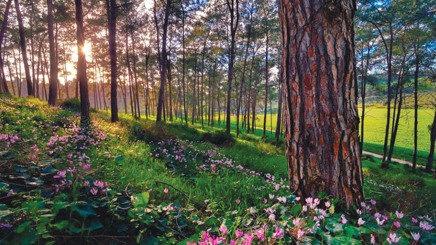 רקפות ביער, כרמל
