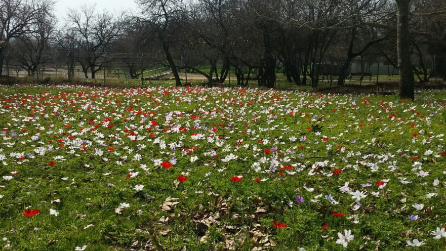 פריחה בגן לאומי בית גוברין, ארכיון
