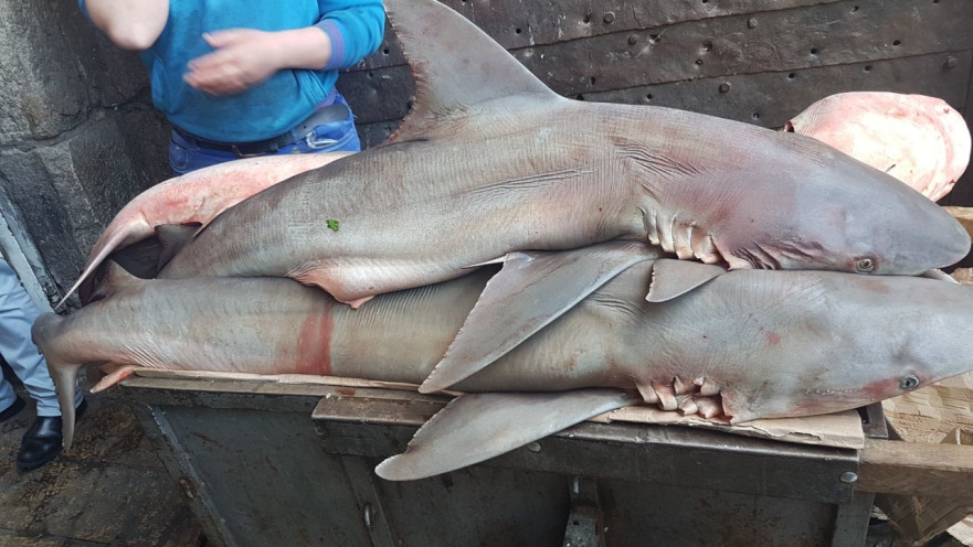 כרישים בשוק העיר העתיקה בירושלים