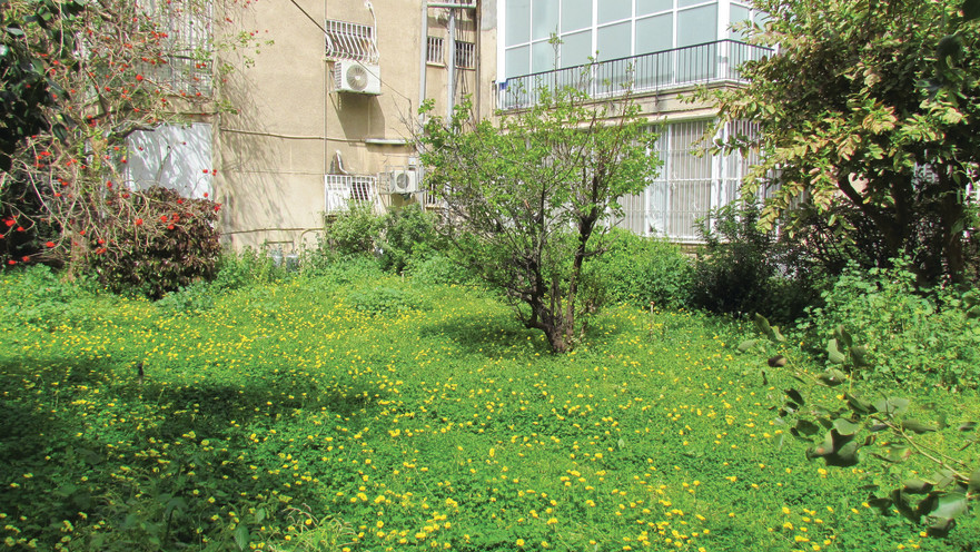 חצר הבית של נתן זהבי