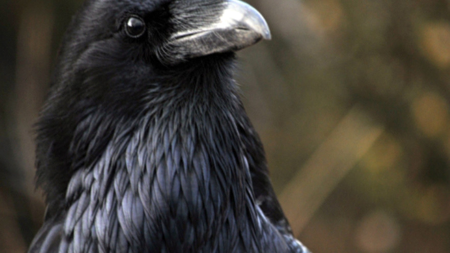 עורבים זוכרים אנשים שעבדו עליהם
