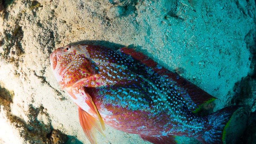 דג מת במפרץ אילת