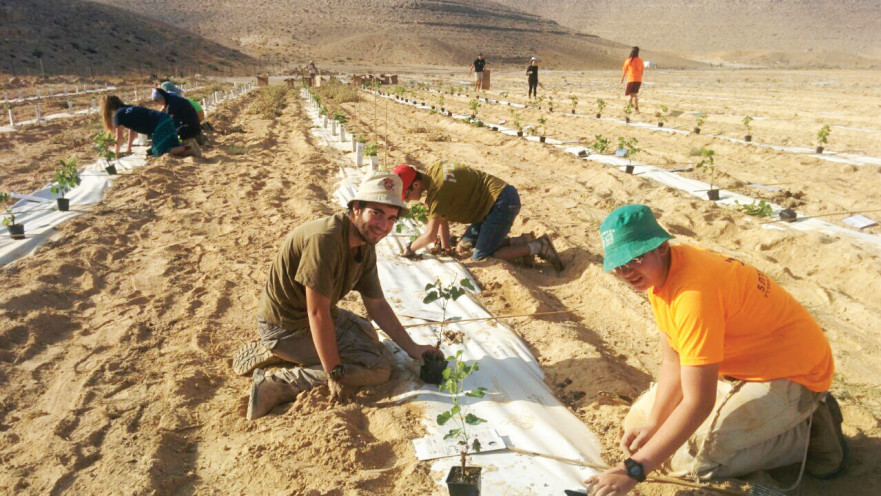 מתנדבים בחוות ננה