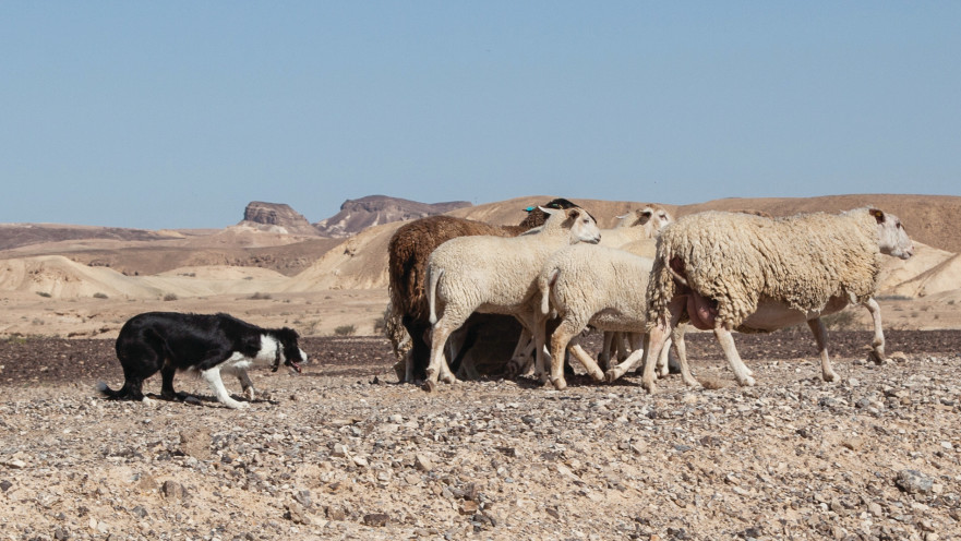 כלבת בורדר קולי רועה כבשים