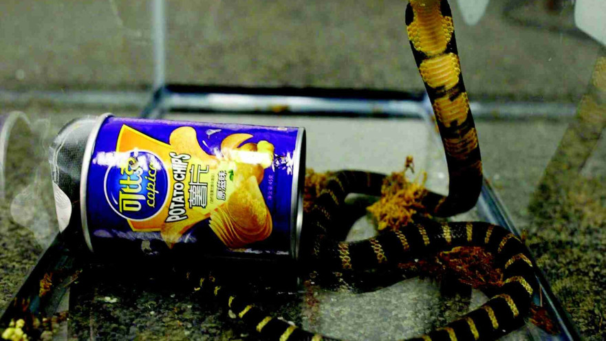 נחש קוברה בתוך פחית צ'יפס