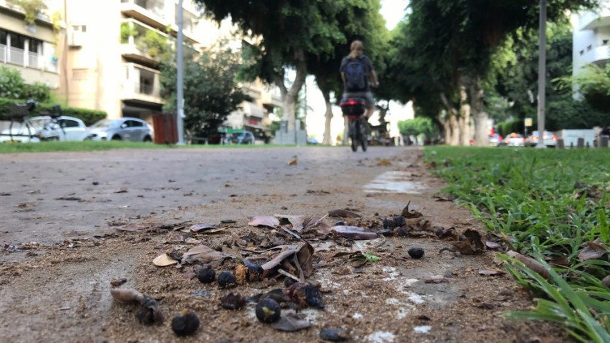 עצי פיקוס בשדרות רוטשילד בתל אביב