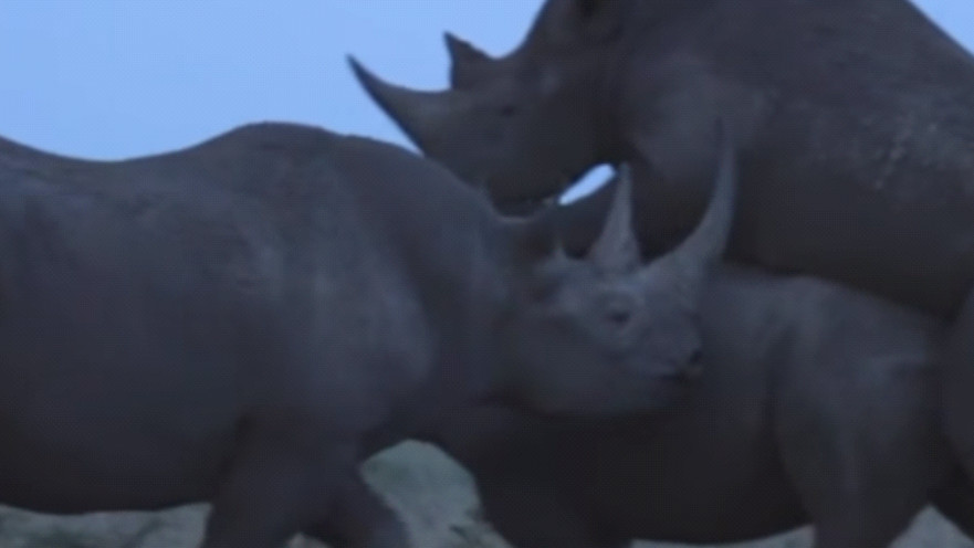 הפריע להם באמצע. זוג הנאהבים והפולש החצוף