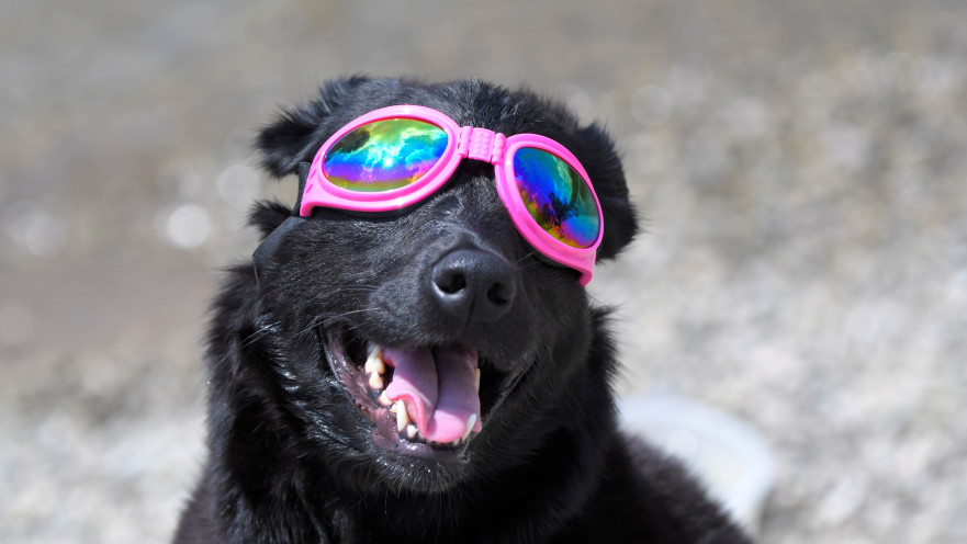 כלב חובש משקפי מגן לליקוי החמה 
