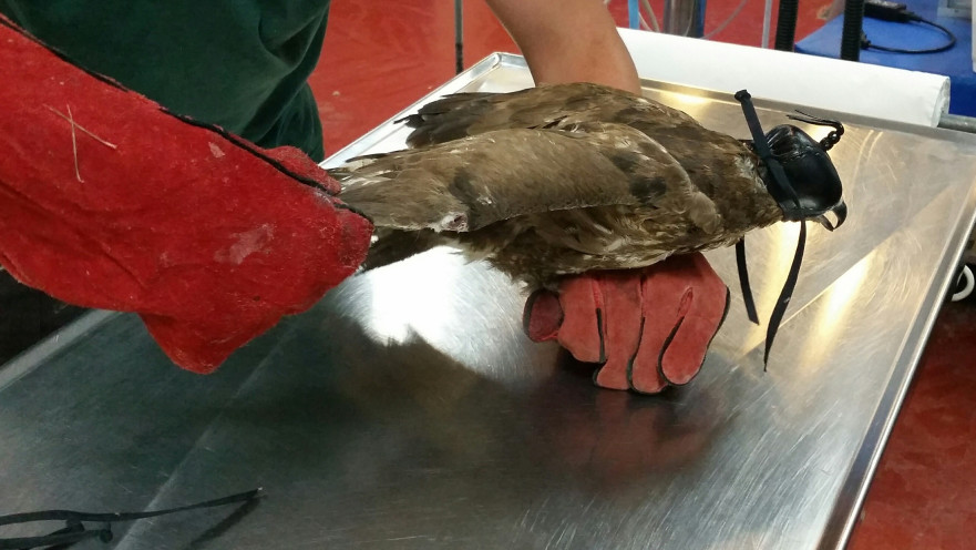 עקב חורף שנמצא בבית צפאפא