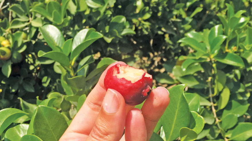 פסטיבל "חוויה בכרם", פירות העונה