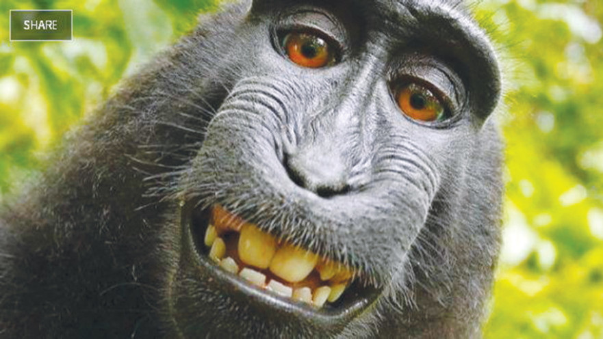 הקופה נארוטו