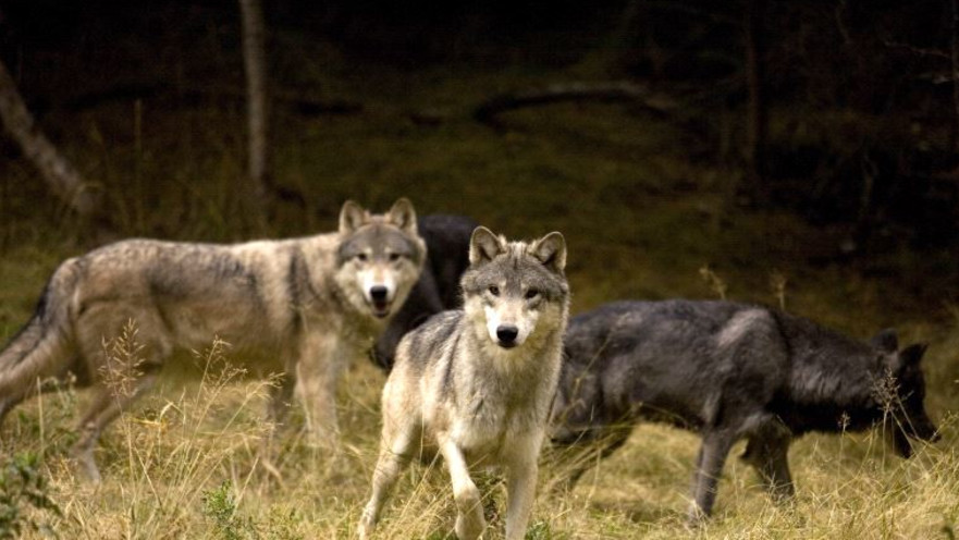 הותקפה ונטרפה בידי זאבים