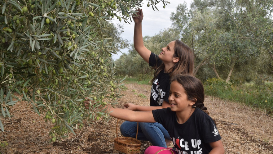 פסטיבל הזית