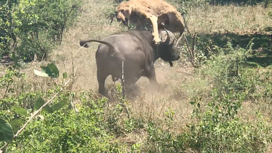 העיף אותה באוויר ללא רחמים; תאו תועד תוקף לביאה חולה