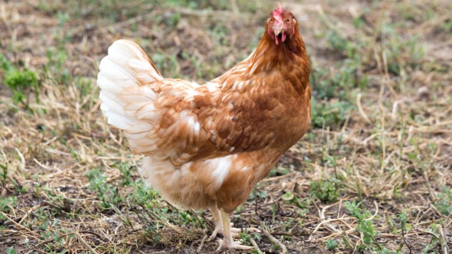 פרסמו מודעת אבל על התרנגולת האהובה עליהם ביותר למען מטרה חשובה