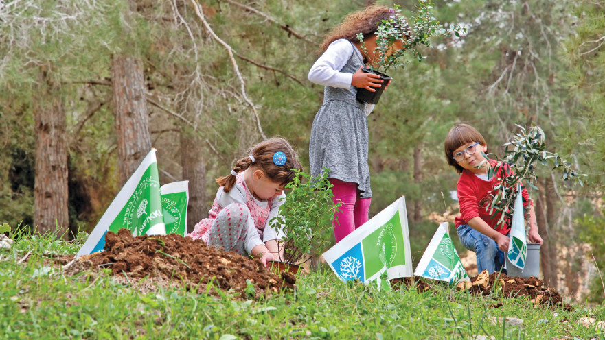 נטיעה ביערות