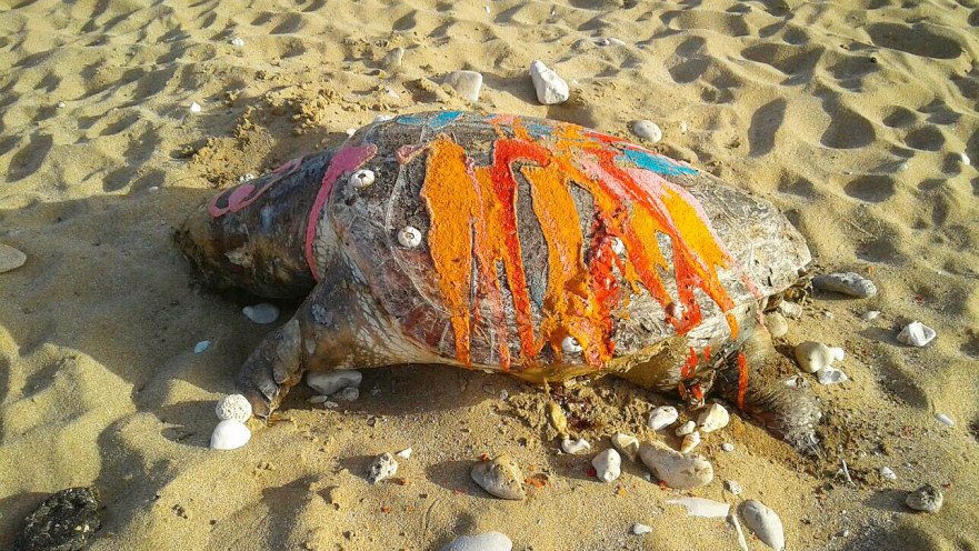 צב ים שהושחת בחוף בצת