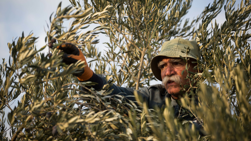חקלאי דרוזי מבית ג'אן