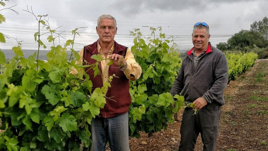 שילוב בין ישן לחדש, חיבור לקרקע והקשבה לגפן... (צילומים: יח"צ, אסנת גואטה, דנה יוספזון)