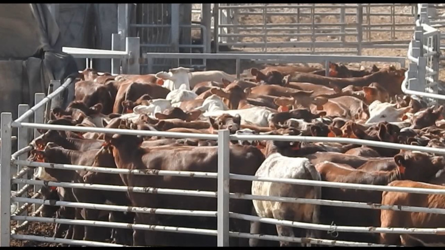 תחנת הסגר אילות לבעלי חיים שיובאו באניות לשחיטה