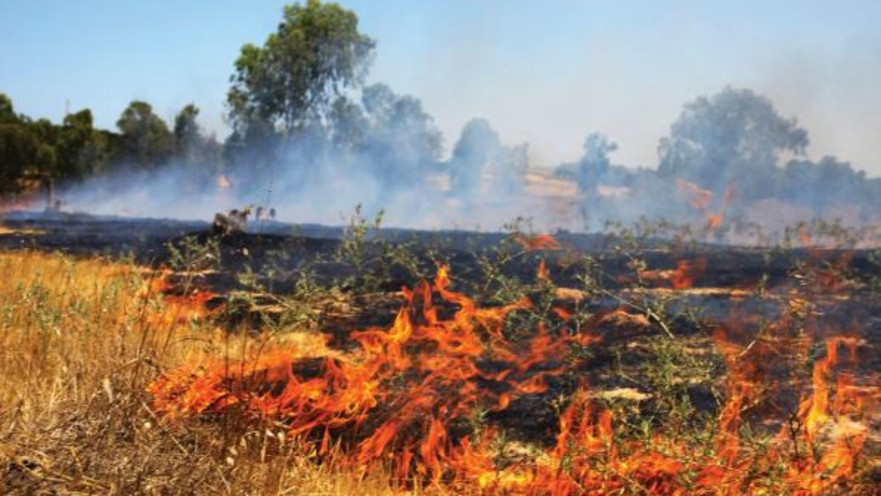 שדות כיסופים עולים בלהבות