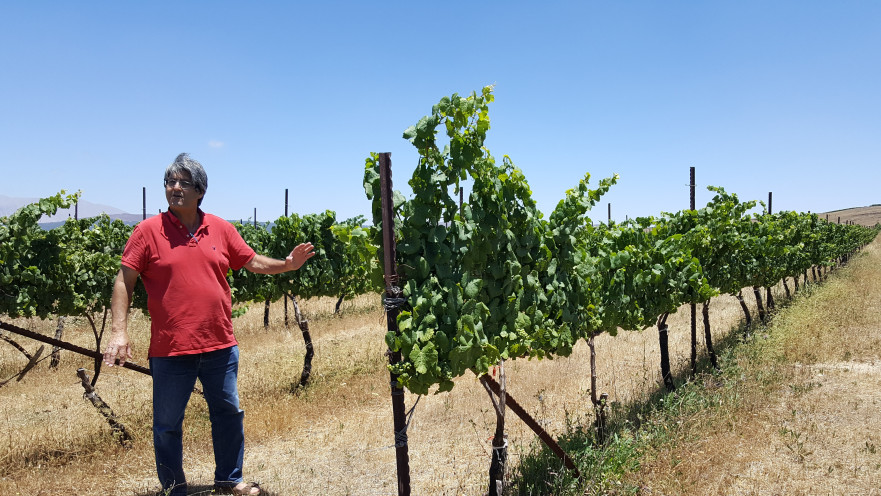 בהתחלה בכלל לא התייחסנו ליכולת להתפרנס מהכרמים...