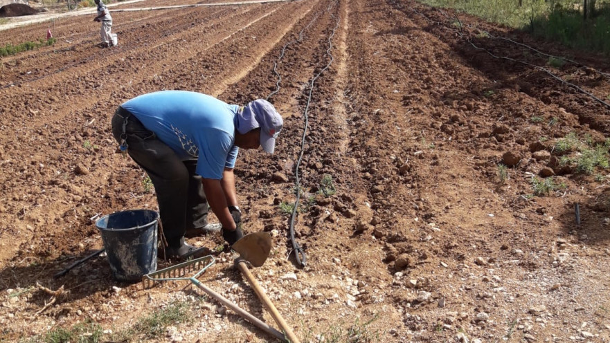 עובדים בכפר החקלאי