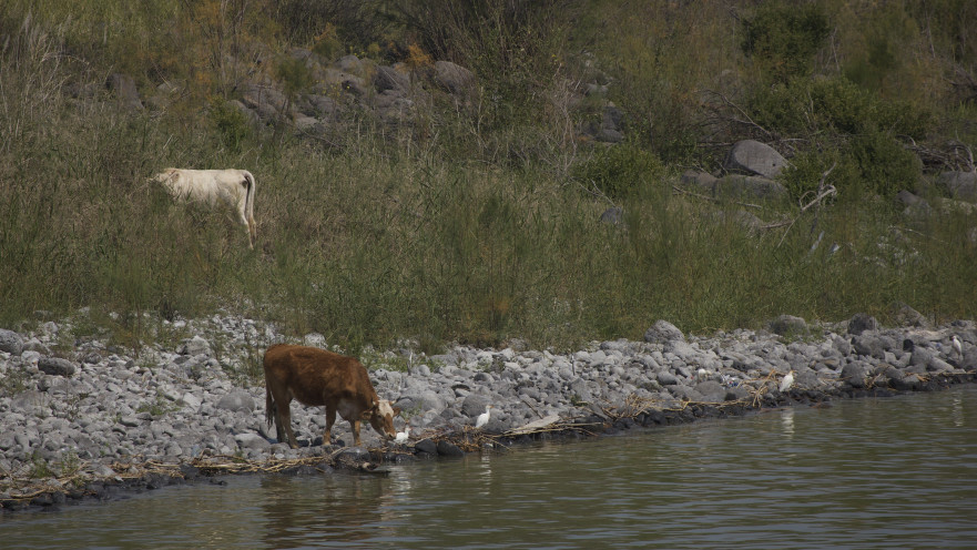 פרות בנחל ברמת הגולן