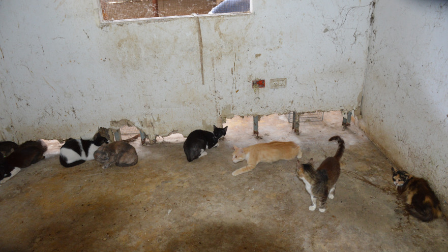 המתת כלבים וחתולים