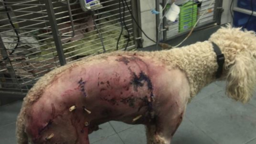 הכלב שהותקף