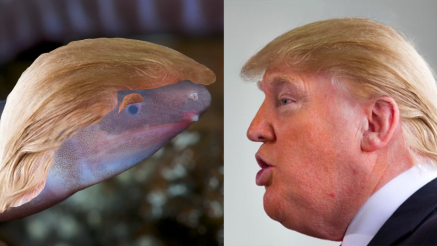 דונלד טראמפ והיצור