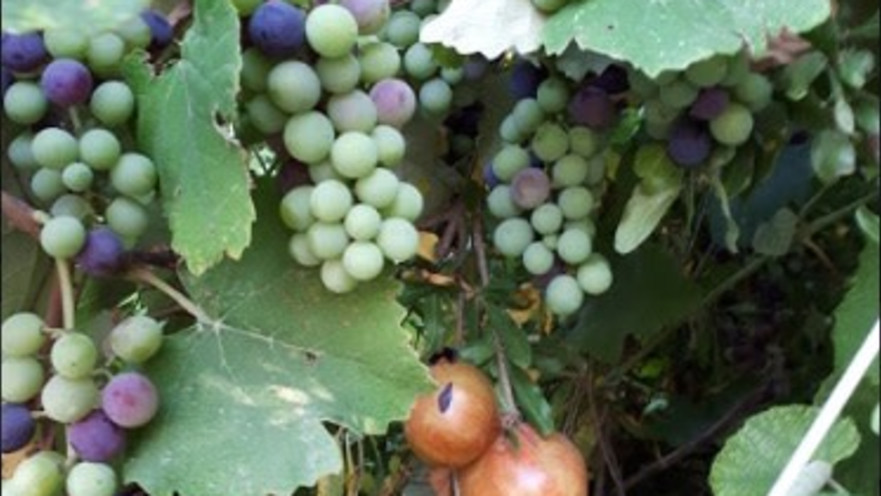 משבעת המינים: גפן, רימון