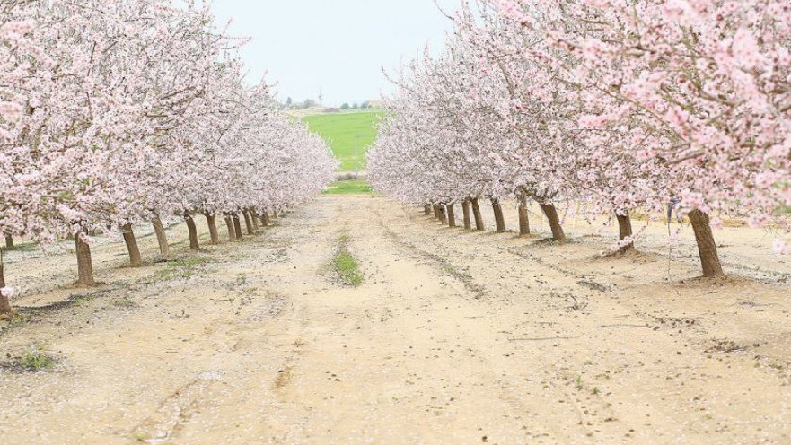 פריחת השקדיות