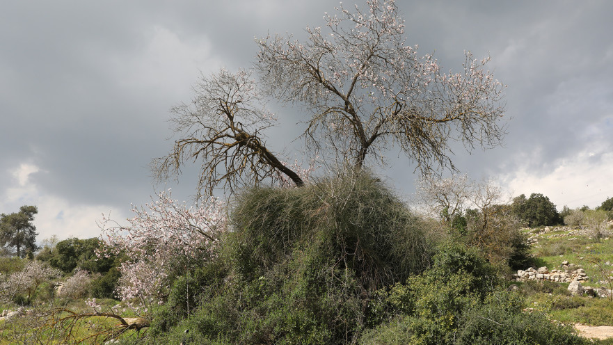 פסטיבל מטה יהודה
