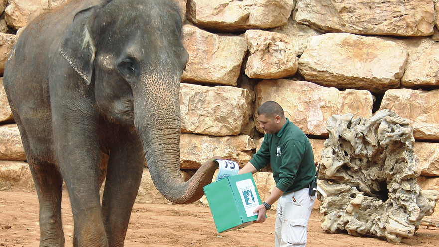 בחירות בגן החיות 